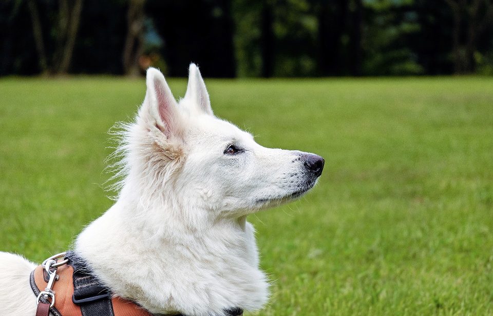 Cachorro Pastor Branco Suíço: características e fotos